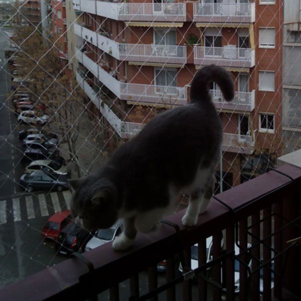 malla-terraza-gato gato y mallas de protección