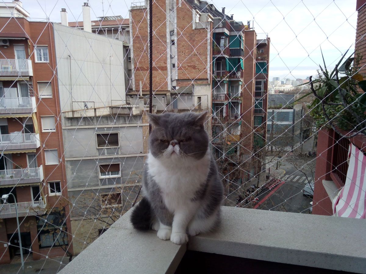 Redes de protección para gatos en terrazas Redes de protección para gatos en terrazas