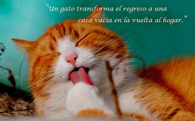 ¿Dónde dejar tu gato durante una ausencia?