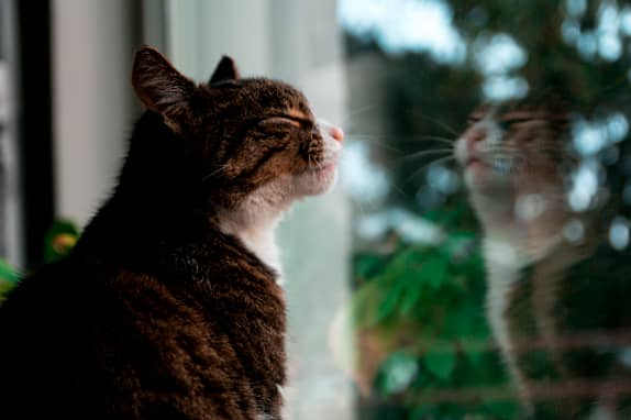 Protección de los gatos en ventanas gato en la ventana