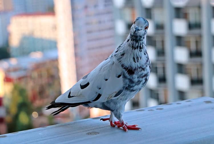 evitar palomas balcones como evitar palomas en la ventana