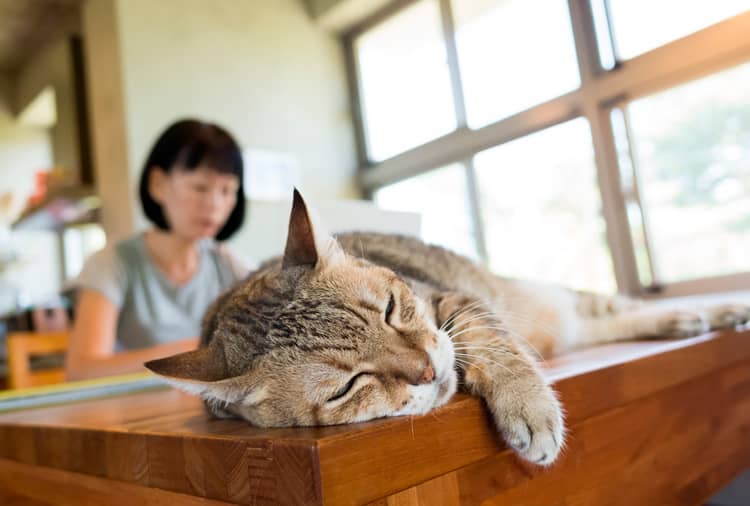 Por que tener un gato en caso Por que tener un gato en caso