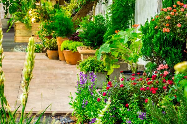 Plantas para la terraza Plantas para la terraza