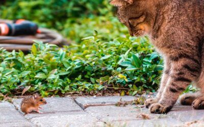 ¿Por qué cazan los gatos?