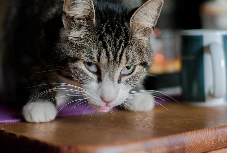 ¿Por qué a mi gato no le gusta la comida húmeda?: razones
