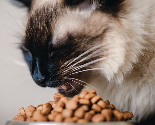 Gato no quiere comer Gato no quiere comer