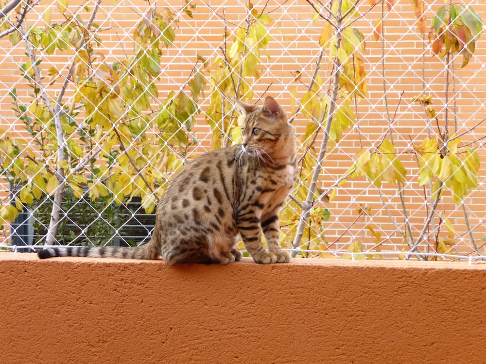 Proteccion-con-red-para-gatos-barcelona Instalacion de red de proteccion poara gatos en barcelona